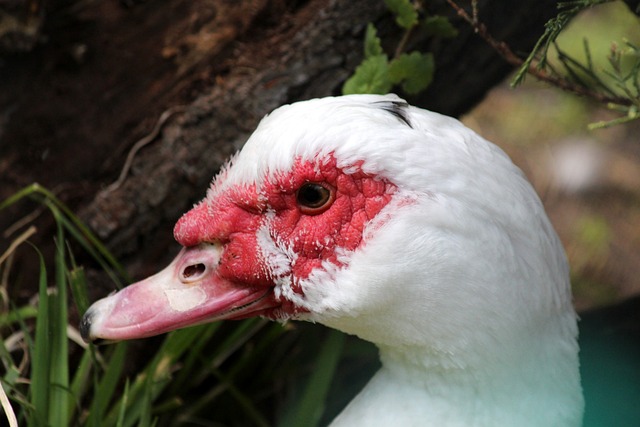 赛事组委会 赛事组委会